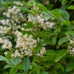 Vtáčí zob vajcolistý (Ligustrum ovalifolium) ´GREEN DIAMOND´® - výška 50-60 cm, kont. C2L 